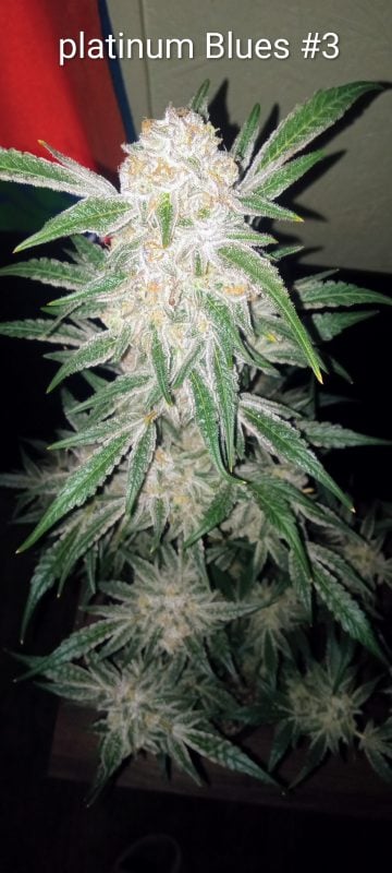 Image #2 from Dallas