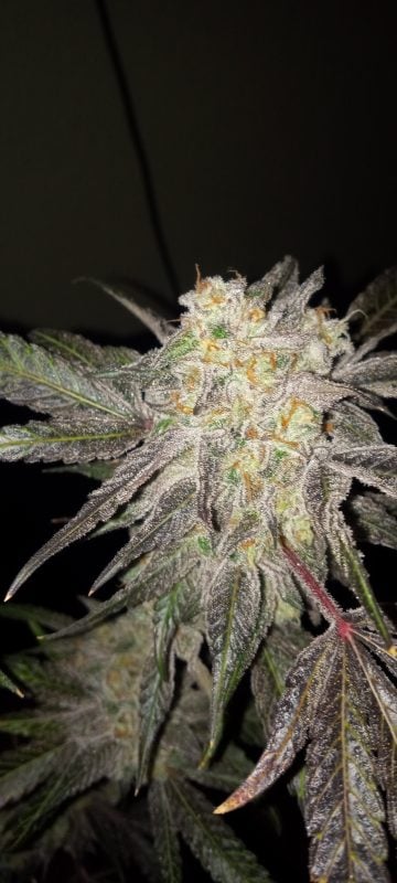 Image #2 from Dallas