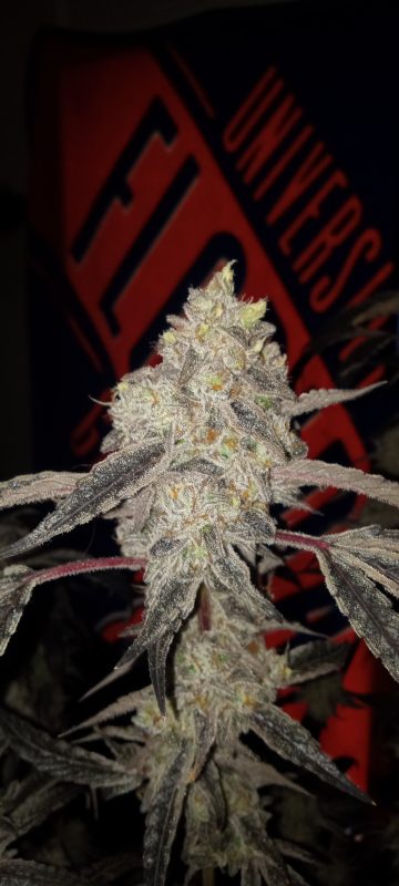 Image #1 from Dallas