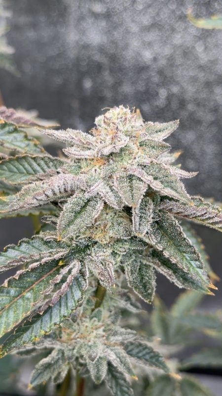 Image #1 from Antonio S.