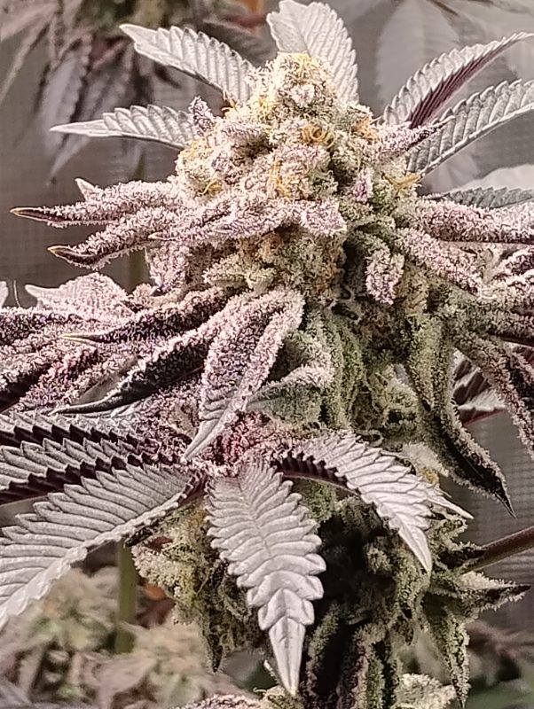 Image #1 from TIM R.