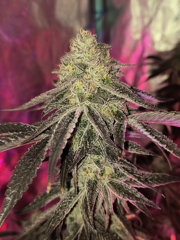 Image #1 from Craig Reynolds