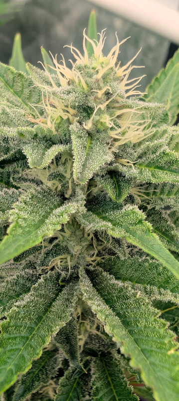 Image #1 from Christoher