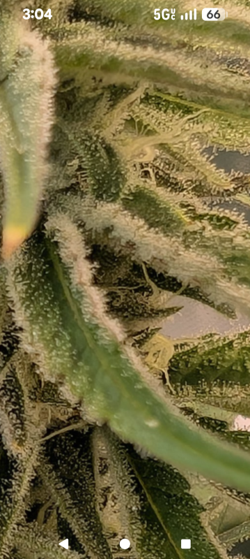 Image #4 from Christoher