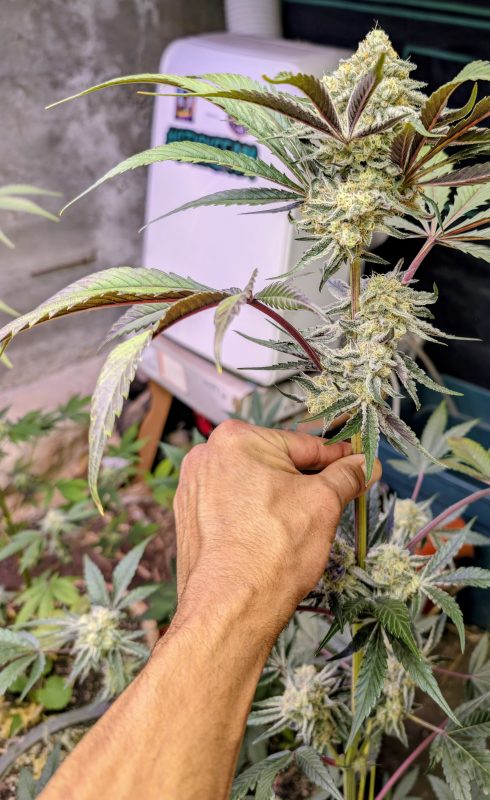 Image #1 from CESAR D.