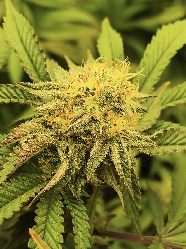 Image #1 from Gregory C.