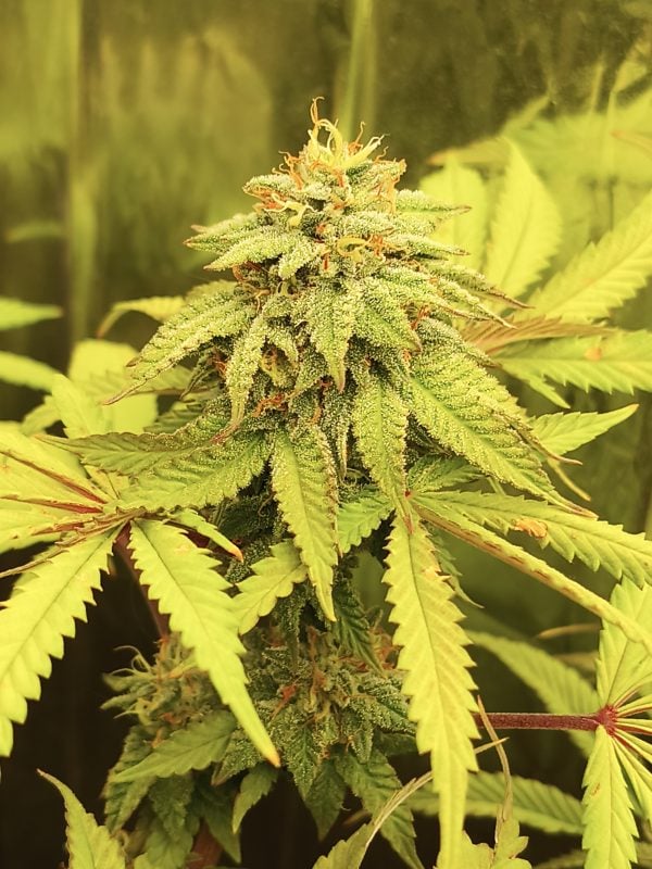 Image #2 from Gregory Crowley