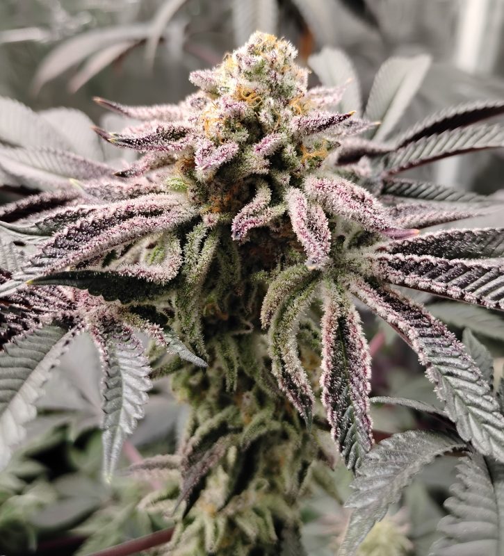 Image #3 from TIM R.