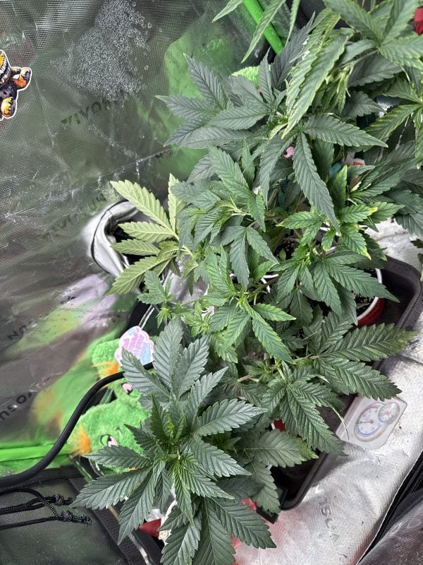 Image #1 from luisancy fret pagan