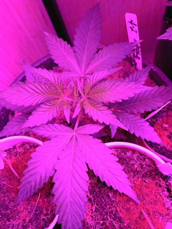 Image #1 from Steven Polk