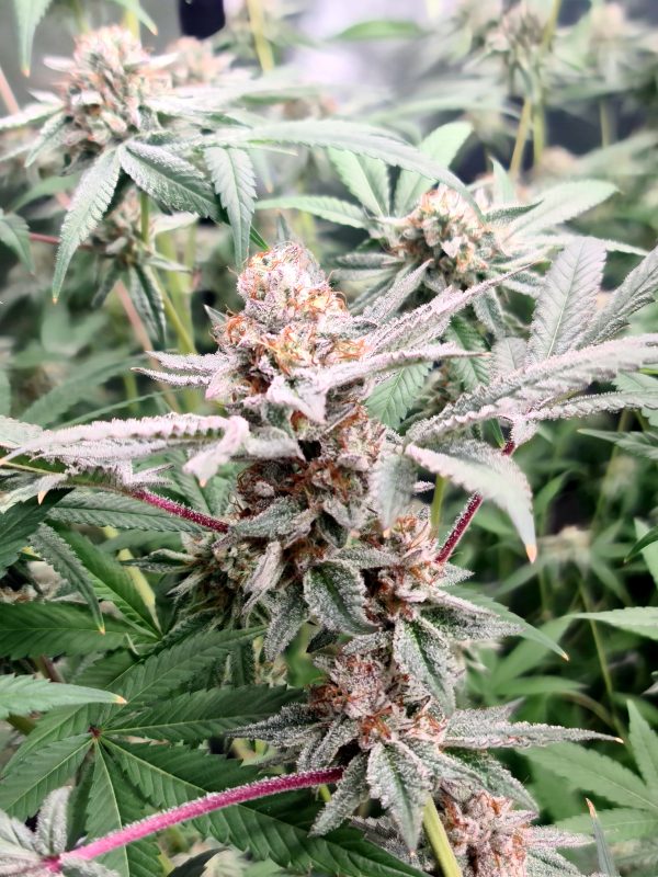 Image #1 from Anonymous