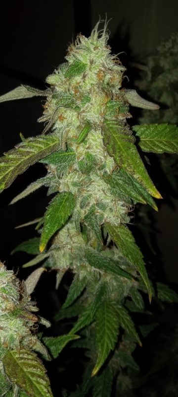 Image #2 from Dallas W.