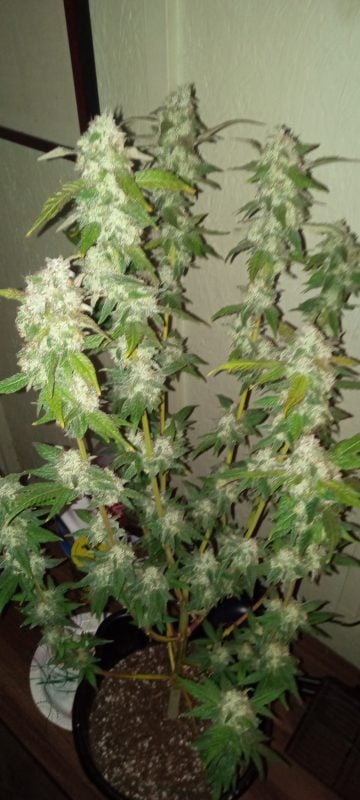 Image #1 from Dallas W.