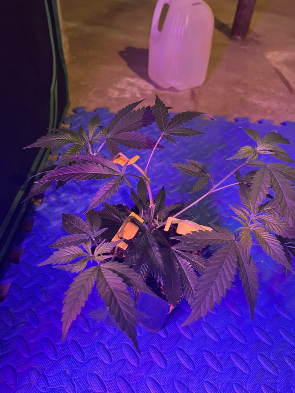 Image #1 from Anonymous