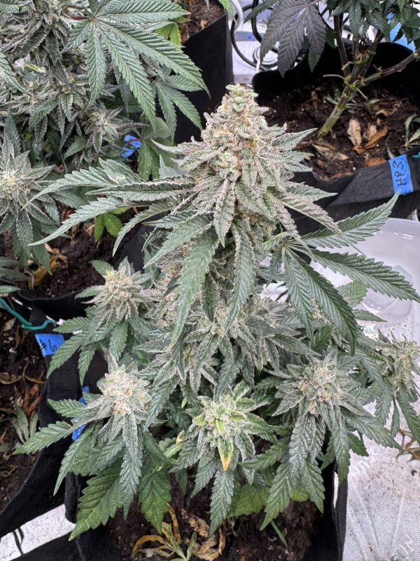 Image #1 from Casey Jones