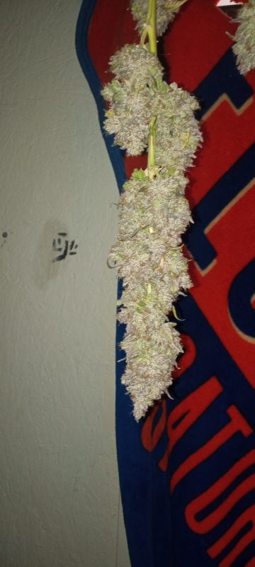 Image #1 from Dallas