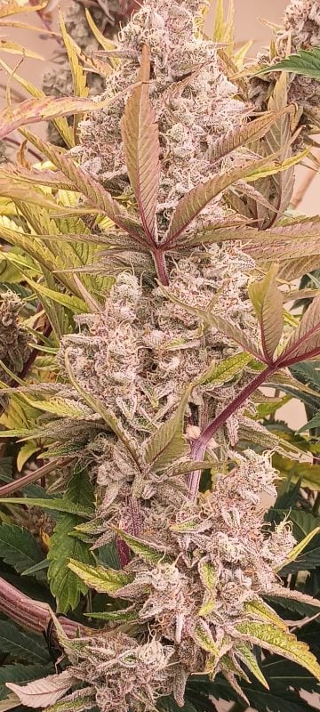 Image #1 from Green Grandfather