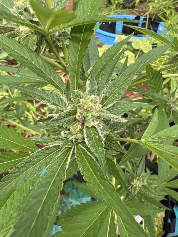 Image #2 from Anonymous