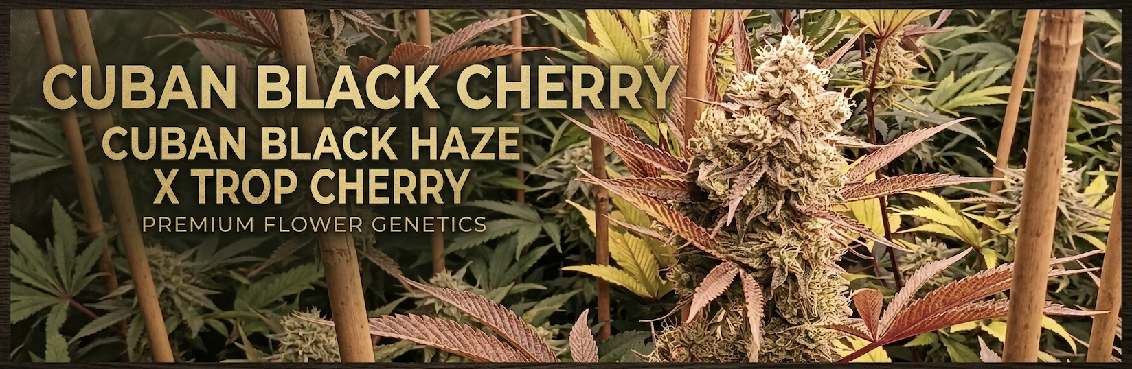 55 Strains Falling This Weekend
