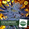 Cackleberry - Cherry Diesel X Stardawg | Greenpoint Seeds