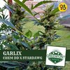 Garlix - Chem DD x Stardawg Cannabis Seeds | Greenpoint Seeds