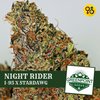 Night Rider - I-95 X Stardawg Cannabis Seeds | Greenpoint Seeds