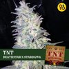 TNT - Deathstar X Stardawg Cannabis Seeds | Greenpoint Seeds