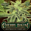 Oak St. Beach OG x Cherry AK-47 Seeds - Cherry Bikini Cannabis Seeds - US Colorado Seed Bank