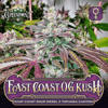 East Coast OG Kush Feminized Cannabis Seeds - ECSD x Topanga Canyon Strain - Greenpoint Seeds