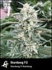Stardawg F2