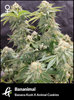 Flowering Bananimal cannabis strain by Greenpoint Seeds
