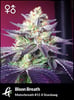 Flowering Motorbreath #15 cannabis strain used in Bison Breath by Greenpoint Seeds