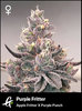 Flowering Purple Fritter Strain by Greenpoint Seeds