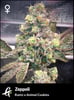 Flowering Zeppoli strain by Greenpoint Seeds