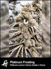 Flowering Platinum Frosting Cannabis Plant