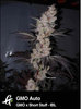 GMO Auto