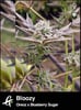 Bloozy-Strain-by-Greenpoint-Seeds