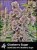 Glueberry Sugar-Strain-by-Greenpoint-Seeds