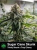 Sugar Cane Skunk