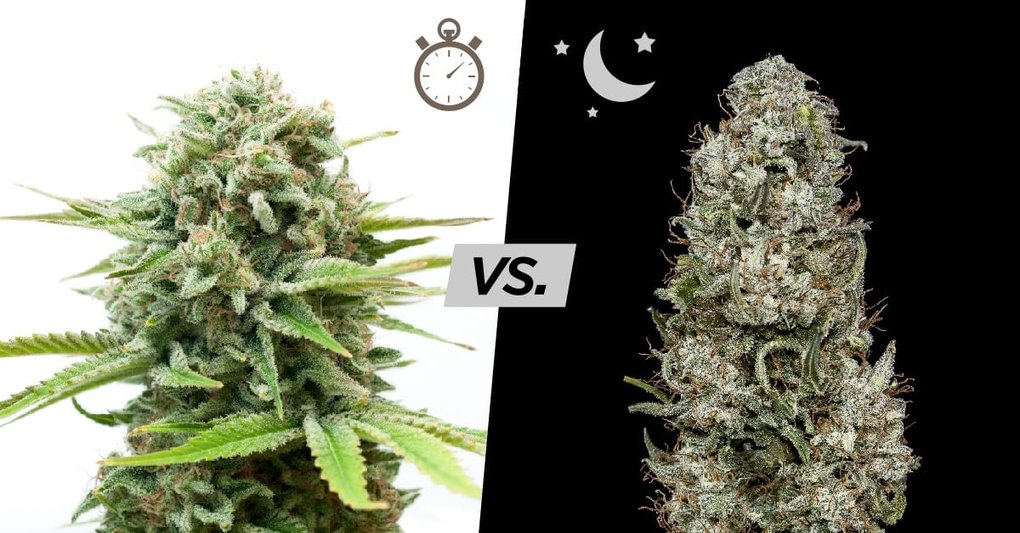 Autoflowering vs. Photoperiod Cannabis Seeds