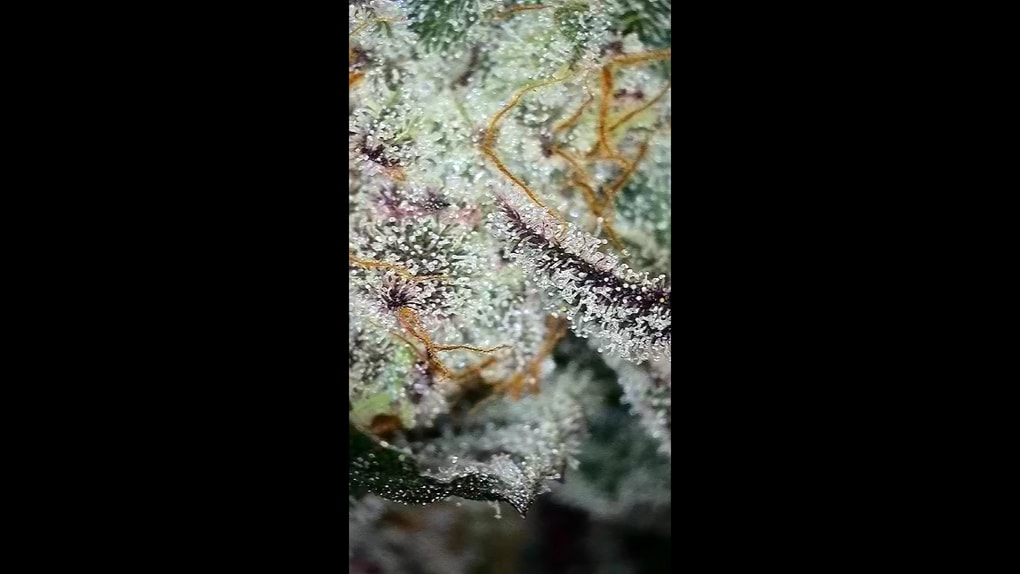 Image #1 from Johnas C.