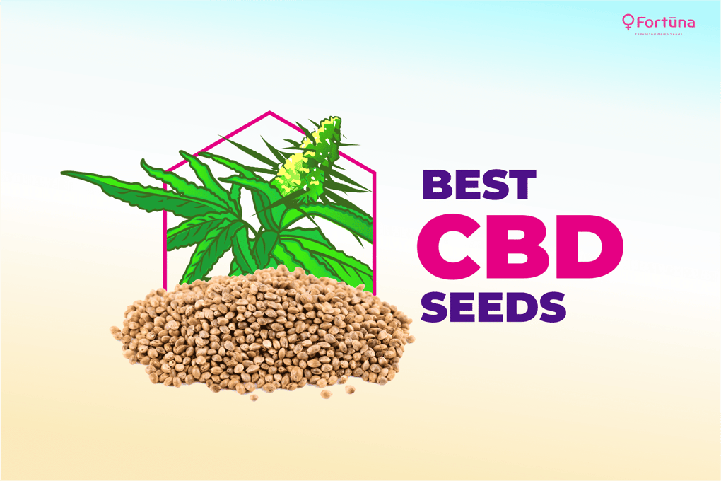 The best CBD seeds