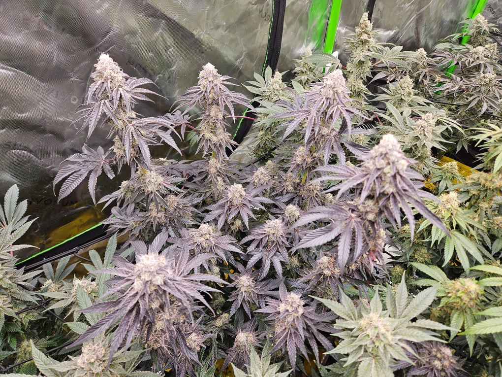 Image #2 from Hayden Smeltzer