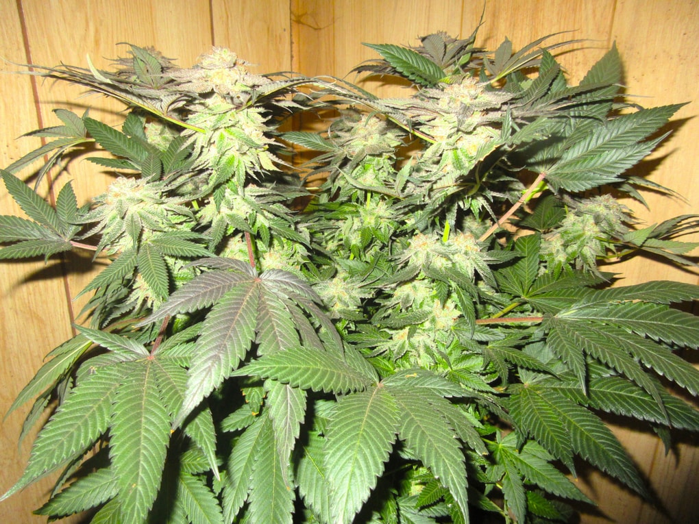 Image #1 from Douglas Christou