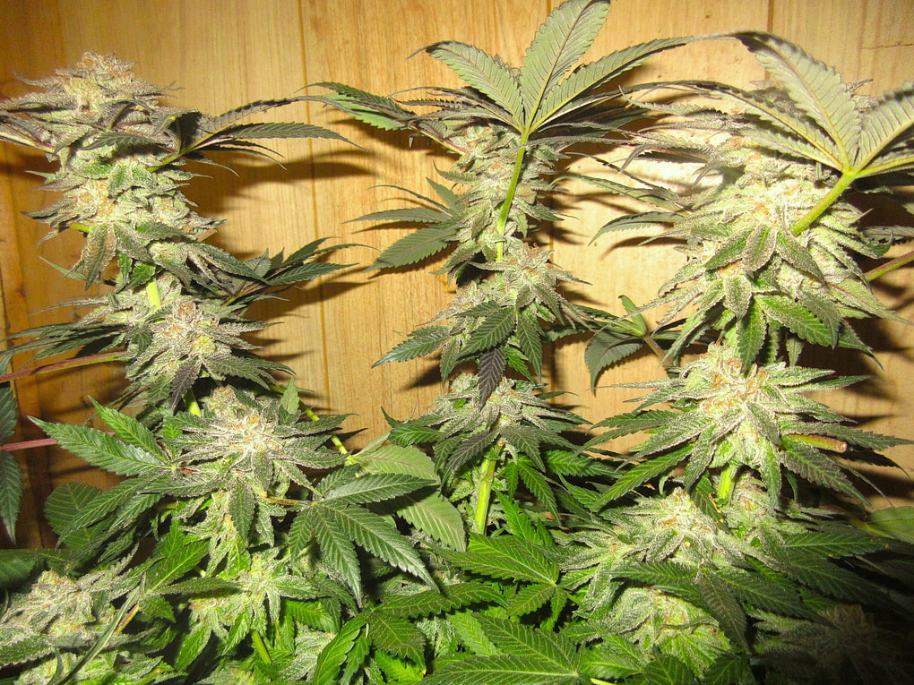 Image #4 from Douglas Christou