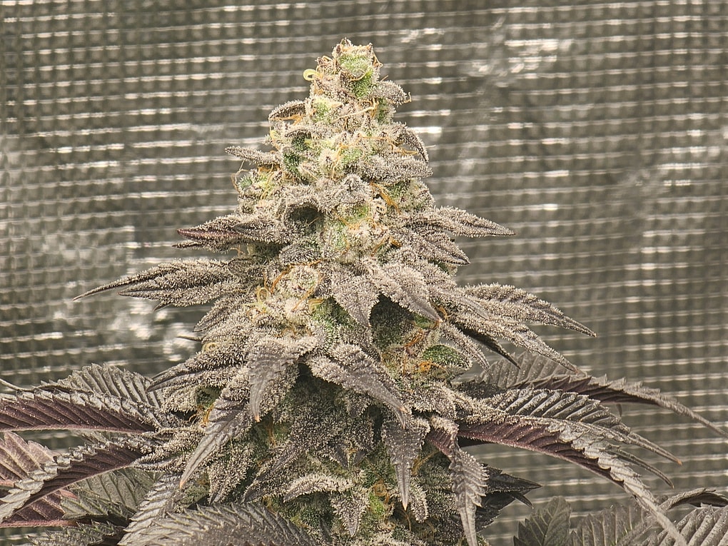 Image #1 from Kg