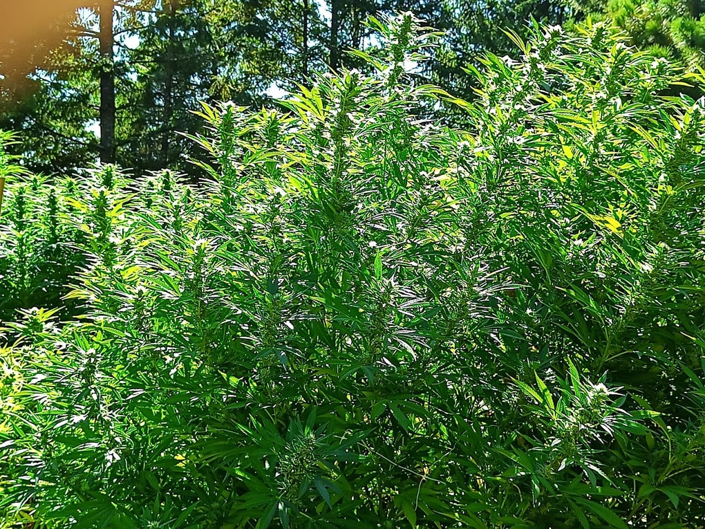 Image #1 from Anonymous