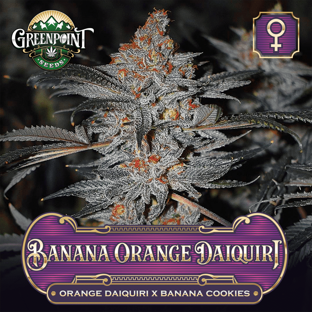 Banana Orange Daiquiri - Orange Daiquiri x Banana Cookies - Feminized Cannabis Seeds