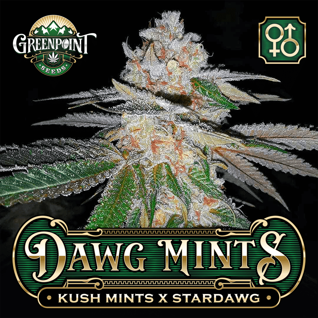 Kush Mints x Stardawg Cannabis Seeds - Dawg Mints Strain - Greenpoint Seeds
