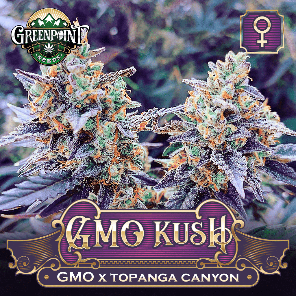 GMO Kush Feminized Cannabis Seeds - Greenpoint Seeds Colorado